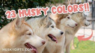 23 Siberian Husky Colors (+ PHOTOS!)