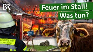 Tabuthema Stallbrand: Wie kann man Tiere retten? Brandschutz im Stall | Unser Land | BR