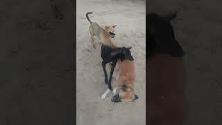 Sheru nala aur kaali #viral #shorts #short #shortvideo #youtubeshorts #funny #firstvlog