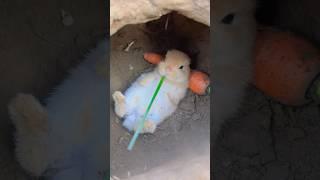 小兔子:人类,请关门 Little Bunny:human,Please Close the Door #rabbit #rabbitvideos #cute #cutebunny