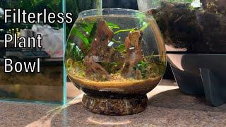 1 Minute Plant Bowl Aquarium Tutorial