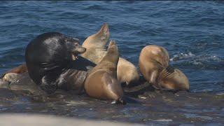 Influx of sea lions at La Jolla Cove could be attracting sharks to the area