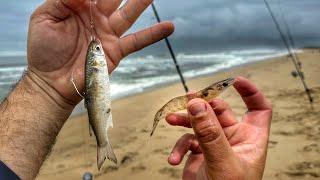 Levei ISCA VIVA pra PESCAR NA PRAIA!!! Pesca ROBALOS e outros PEIXES!!! Catch and cook