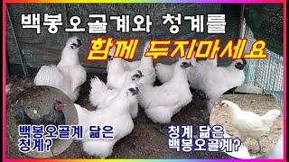 백봉오골계와 청계를 함께 두었더니... /백봉오골계와 청계를 함께 두면 안되는 이유