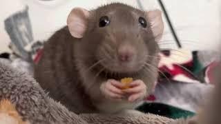 Chubby Rat Enjoys Cheese