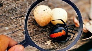 Australian Snake and Spider Hunting with a BABY