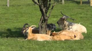 Gorse Hill City Farm Goats and Gardens