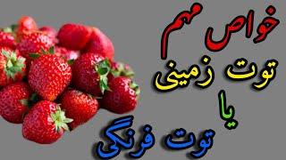 خواص مهم توت زمینی یا ( توت فرنگی ) برای مردان