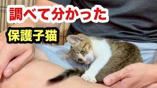 保護した子猫について分かったこと／犬に助けを求めて救われた子猫