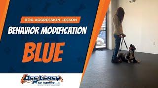 Dog Aggression Training | Off Leash K9 Training | Dog Aggression Lesson Program