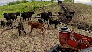 Day In The Life Of A South Dakota Cattle Rancher!