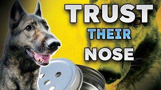 Why Your Dog’s Nose Knows Better Than You Think: Secrets of Scent Work Training