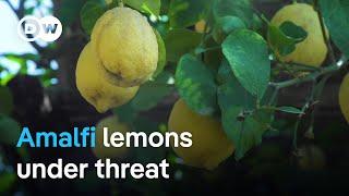 Can the Amalfi Coast's famous lemons be saved? | Focus on Europe