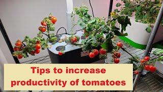 Tips to increase tomato productivity, Aerogarden Hydroponics, apply to peppers, cucumbers, eggplants