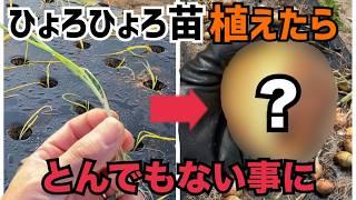 [徹底検証]ひょろひょろ玉ねぎ苗植えても大きい玉ねぎになるのか？検証したらとんでもない結果に！苗半作という言葉は本当なのか？