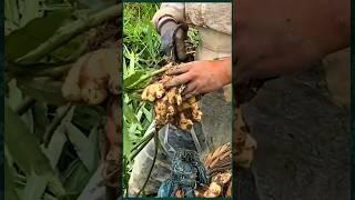 It's time to harvest young red ginger! Autumn is the season of harvest, and I cut baskets of young