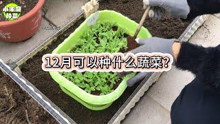 12月可以种什么蔬菜？推荐2类17种，秋冬到明春不怕没菜吃