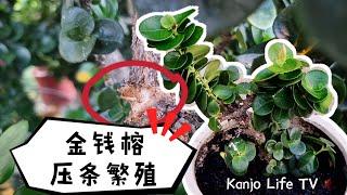 简单易养绿色植物｜金钱榕树如何养殖与养护｜金钱榕盆栽是一种寓意植物 ｜适合室内和室外种植｜2种繁殖方法｜金钱树叶片和果的区别｜疫情绿叶活动｜自家种的金钱榕树｜我爱大自然｜花花世界｜金钱榕的压条繁殖方法