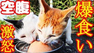 空腹すぎてシャーシャー！激怒する猫にご飯をあげたら・・・ さくらねこへの給餌