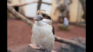 How does Laughing Kookaburra Bird Sound | Laughter Voice of Dacelo | Song