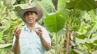 Plátano, principal cultivo del Putumayo  - La Finca de Hoy