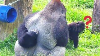 迪哥背很癢#Djeeco#ゴリラ#迪亞哥#金剛猩猩#taipeizoo #gorilla #台北市立動物園20240613#17