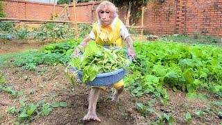 Bibi harvests vegetables and sweet potatoes to help Dad!