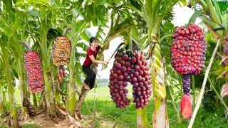 Harvest Royal Banana Goes to market sell | Type of banana offered to kings in ancient times