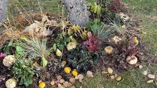 Planting Snowball Bushes & Adding Perennials to Blvd!