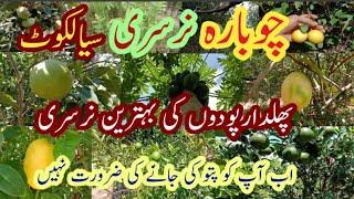 Chowbara nursery sialkot|pattoki nursery farm|How to grow garden in Pakistan