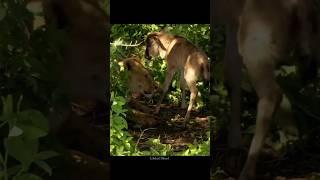 Lioness mother did not kill the calf 