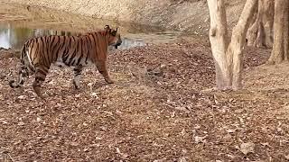 Tiger sighting at Kabini-Nagarhole Tiger Reserve on 07.03.23