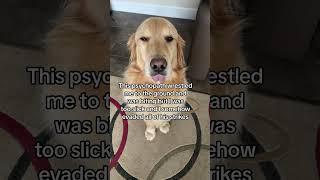 The “other” golden retriever was not a fan of Buddy… #funnydog #funnydogvideos #goldenretriever #dog
