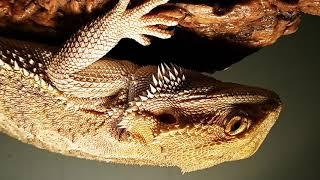 Tips on How to tame your Aggressive Bearded Dragon