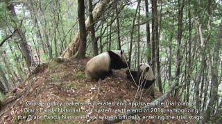 Documentary: The Giant Panda National Park (1)