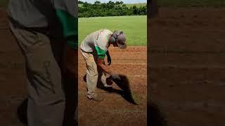 TESTE DE RESISTÊNCIA DO TAPETE DE GRAMA