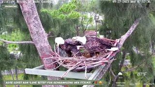 MIAMI-DADE EAGLES~ ROSE GIVES RON 'LOVE-BITES' FOR REARRANGING HER STICKS!   9/27/23