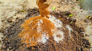 Enrich Your Soil for 100 YEAR with These Ingredients! Easy Method to Revitalize OLD Potting Soil