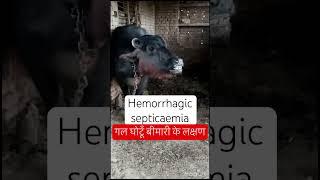 Hemorrhagic septicaemia l Dr Umar Khan