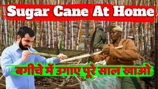 घर पर गन्ना रोजाना खाओ | Sugarcane farming | Sugarcane juice | ganne ki kheti | Home garden farming