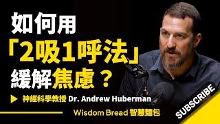 如何1分鐘內緩解焦慮？ ► 用「2吸1呼法」- 聽聽史丹佛大學教授怎麽說 Dr. Andrew Huberman 安德魯．胡伯曼博士（中英字幕）