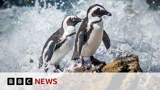 The fight to save the African penguin | BBC News