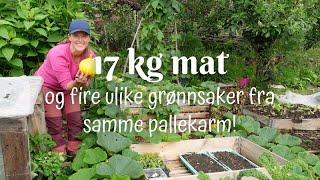 17 kg mat – og fire ulike grønnsaker fra samme pallekarm!