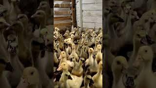 Можно ли содержать УТОК и ГУСЕЙ вместе...отвечаю