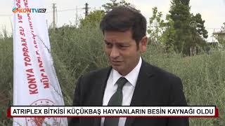 ATRIPLEX BİTKİSİ KÜÇÜKBAŞ HAYVANLARIN BESİN KAYNAĞI OLDU