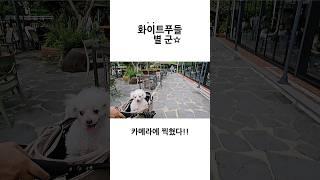 평생 한번 보기 힘든 장면 #shorts