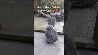 Great Grey Vs Snowy Owl ️ #shorts #owl #birds #love #star #funnyanimals #cute