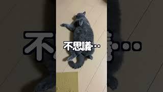 【ブリティッシュ】おもしろ姿に疲れた体と心を癒されましょう〜笑