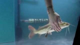 Hybrid Catfish Likes Being Petted