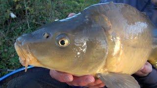 Carp Fishing With Meat - "The Meat Feeder"